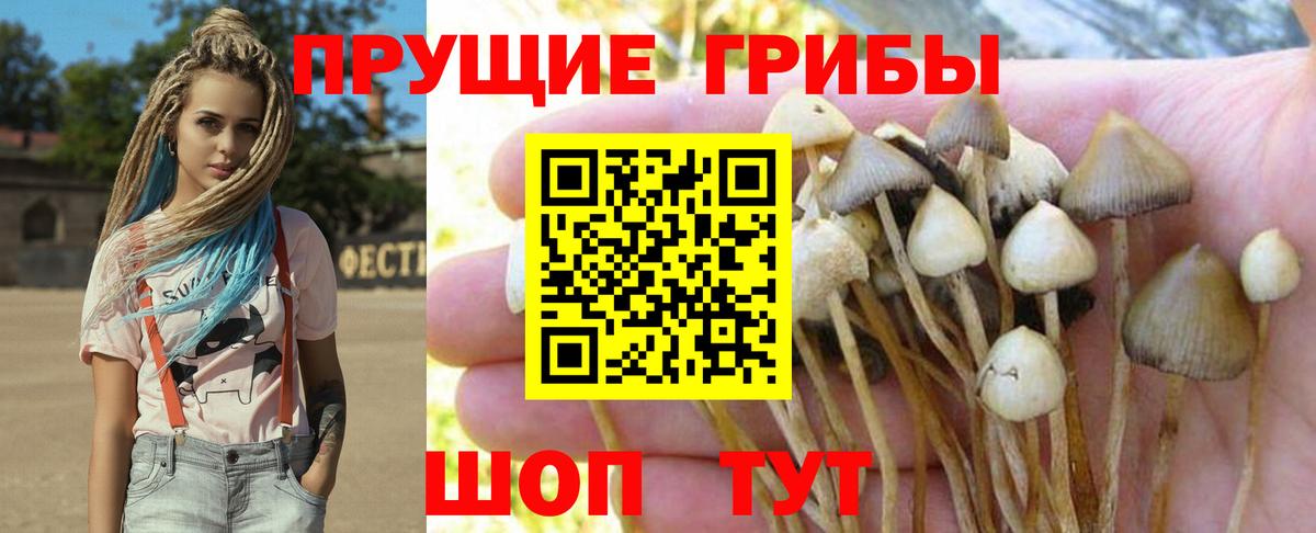 Псилоцибиновые грибы мицелий  Псилоцибиновые грибы прущие грибы  Вход с VPN  Сыктывкар 